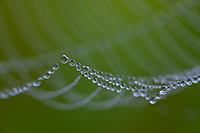 Foggy Bogs and Dewy Insects Workshop, Michigan