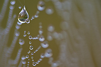 Foggy Bogs and Dewy Insects Workshop, Michigan