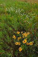 Wildflower Display, Foggy Bogs and Dewy Insects Workshop, Michigan