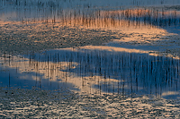 Back Lighting on Reeds, Foggy Bogs and Dewy Insects Workshop, Michigan