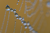 Dew Covered Spider Web, Foggy Bogs and Dewy Insects Workshop, Michigan