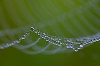 Dew Covered Spider Web, Foggy Bogs and Dewy Insects Workshop, Michigan