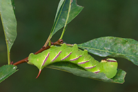 Sphinx Moth Caterpillar, (Sphingidae), Summer, Michigan