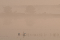 Trumpeter Swans in Foggy Pond, Northern Michigan