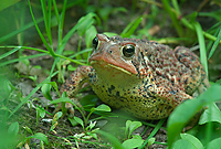 American Toad, (Bufo americanus), Summer, Michigan