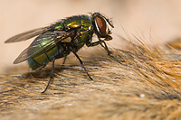 Blow Fly on Dead Eastern Chipmunk, Summer