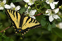 Canadian Tiger Swallowtail, (Papilio canadensis), Adult, Summer, Michigan