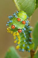 Cecropia Moth (Hyalopora cecropia), Caterpillar, Spring, Michigan Photographed where found