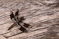 Common Whitetail Skimmer Dragonfly, (Plathemis lydia) Juvenile Male, Summer, Michigan