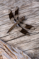 Common Whitetail Skimmer Dragonfly, (Plathemis lydia) Juvenile Male, Summer, Michigan