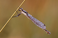 Damselfly, Dew Covered, Summer, Michigan