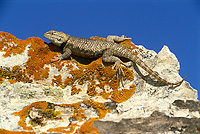 Desert Spiny Lizard, Spring