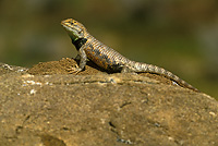 Desert Spiny Lizard, Spring