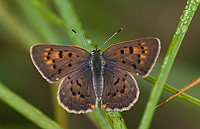 Dorcus Copper Butterfly, (Lycaena dorcus), Male, Summer, Michigan