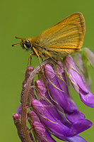 European Skipper on Vetch, Summer