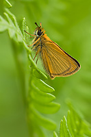 European Skipper, (Thymelicus lineola), Summer, Michigan