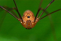 Harvestmen or Daddy-long-legs, Summer