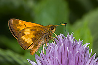 Hobomok Skipper Butterfly (Poanes hobomok) on Chive, Summer, Upper Peninsula, Michigan