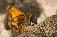 Hobomok Skipper, (Poanes hobomok), Summer, Michigan