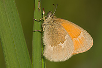 Inornate Ringlet Butterfly, (Coenonympha tullia inornata), Summer, Michigan
