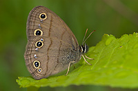 Little Wood Satyr Butterfly, Summer