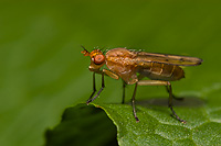 Marsh Fly, Summer