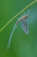 Dew Covered Mayfly or Burrowing Mayfly