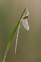 Dew Covered Mayfly, (Ephemeroptera), Summer, Michigan