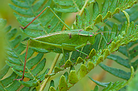 Meadow Katydid