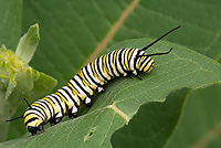 Monarch Butterfly Caterpillar on Milkweed, (Danaus plexippus), Summer, Michigan