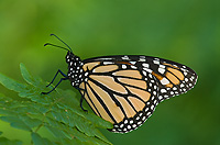 Monarch Butterfly, (Danaus plexippus), Summer, Michigan