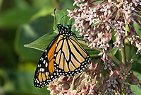Monarch Butterfly, Adult, (Danaus plexippus), Adult, Summer, Michigan