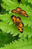 Northern Pearl Crescent Butterflies, Males, (Phyciodes selenis), Summer, Michigan