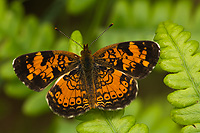 Northern Pearl Crescent Butterfly, Male, (Phyciodes selenis), Summer, Michigan