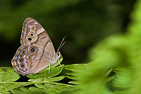 Northern Pearly Eye Butterfly, (Enodia anthedon), Summer, Michigan