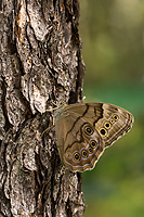 Northern Pearly Eye Butterfly, (Enodia anthedon), Summer, Michigan