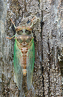 Periodical Cicada, (Magicicada spp.), Summer, Michigan