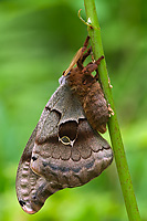 Polyphemus Moth (Antheraea polyphemus), Male, Spring, Michigan Photographed where found