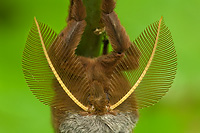 Polyphemus Moth (Antheraea polyphemus), Male, Antennae detai, Spring, Michigan Photographed where found