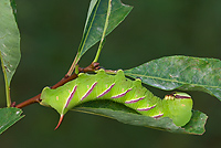 Sphinx Moth Caterpillar, (Sphingidae), Summer, Michigan