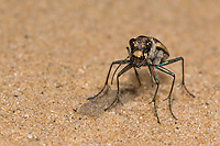 Tiger Beetle in Sand Blow, Summer