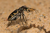Tiger Beetle in Sand Blow, Summer