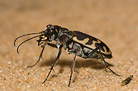 Tiger Beetle (Cicindela formosa), Summer, Michigan