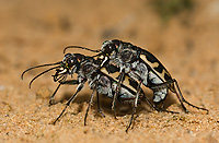 Tiger Beetles (Cicindela formosa), Mating, Summer, Michigan