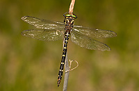 Twin-spotted Spiketail Dragonfly, Male, (Cordulegaster maculata), Summer, Michigan