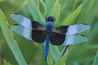 Widow Skimmer Dragonfly, (Libellula luctuosa), Summer, Michigan