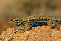 Western Fence Lizard, (Sceloporus occidentalis), Capitol Reef National Monument, Utah