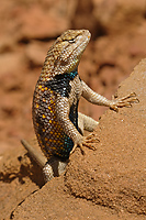 Desert Spiny Lizard, Capitol Reef National Monument, Utah