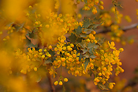 Fremont's Mahonia, (Mahonia fremontii), Utah