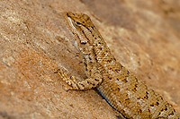 Northern Plateau Lizard, (Sceloporus tristichus), Capitol Reef National Park, Utah